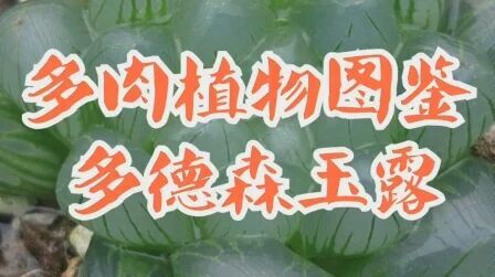 [图]多肉植物图鉴-多德森玉露