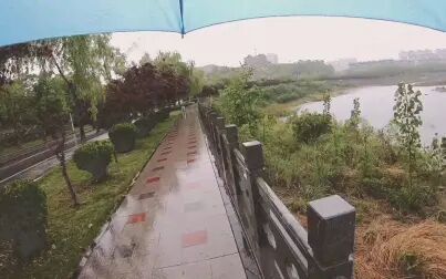 [图]2020-05-08 雨中霖铃晨归路上