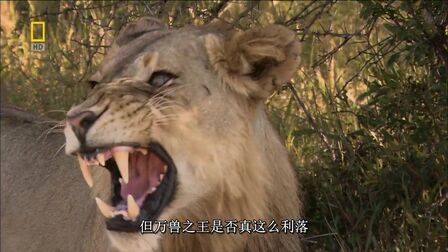 [图]生肉 中文字幕《不守规矩的狮子 Lions Behaving Badly》