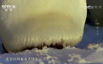 [图]CCTV 央视 纪录片 [雪宝宝]南极中帝企鹅宝宝的生活