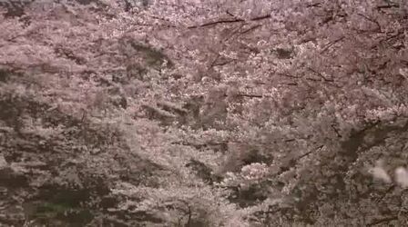 [图][道兰][NHK纪录片]樱花.Cherry.Blossoms.Romance.Spring.in.Japan