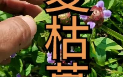 [图]夏枯草