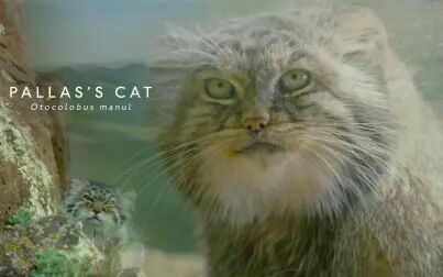 [图]BBC纪录片《Big Cats》兔狲节选