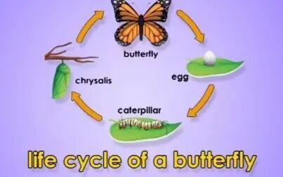 [图]英文儿歌: 蝴蝶的生命周期 Life Cycle of a Butterfly by Jack Hartmann