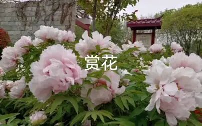 [图]洛阳赏牡丹