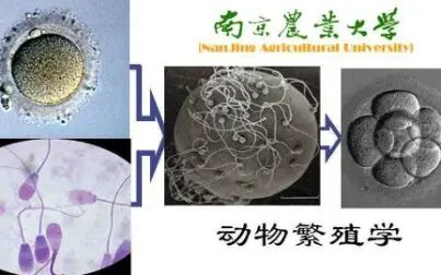 [图]动物繁殖学_南京农业大学_主讲-王锋 80讲