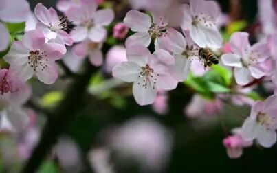 [图]秘境中的樱桃花