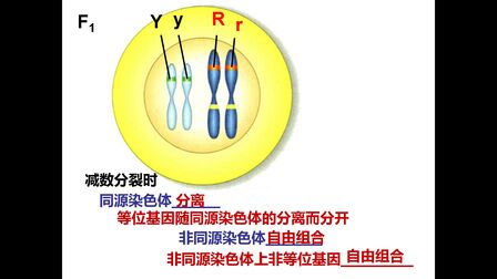 [图]基因的连锁和交换定律