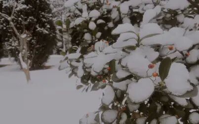 [图]雪花飘落的时候真的很浪漫