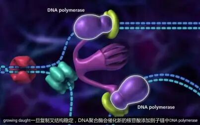 [图]DNA复制[高清版]