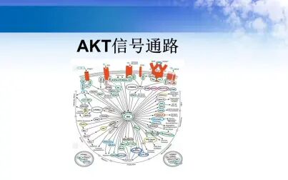 [图]AKT信号通路