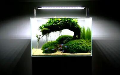 [图]Aquascape SHADE - Day 260 (The Last Day)