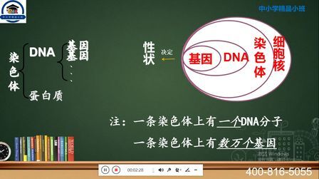 [图]【初中生物知识点】八下染色体、DNA、基因的关系