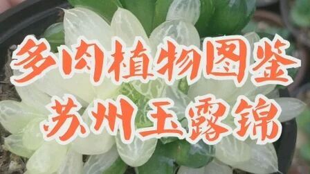 [图]多肉植物图鉴-苏州玉露锦