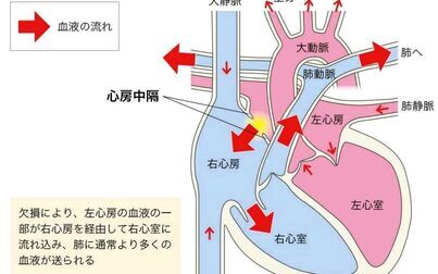 [图]心动周期视频(生理学血液循环章节系统讲解)