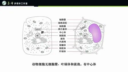 [图]动物细胞与植物细胞有丝分裂的区别