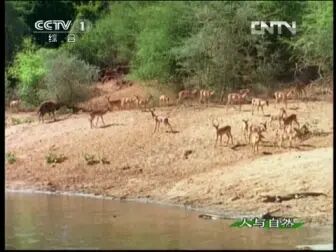 [图]《人与自然》 20130404 自然故事 鳄鱼最后的晚宴