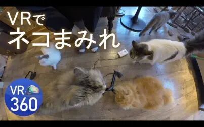 [图]【360VR全景】日本猫咪咖啡馆VR吸猫