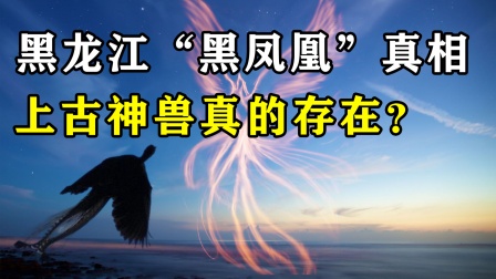 [图]黑龙江村民拍到巨型黑凤凰?是无中生有、还是上古神兽真的存在?