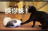 [图]【自翻】会说话的猫系列之猫薄荷之殇