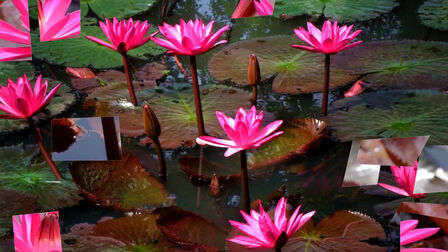 [图]Beautiful Red Lotus Flowers