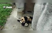 [图]熊猫雅韵 奇一 大长腿雅韵韵 韵韵已经是小大熊啦