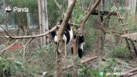 [图]春暖花开,熊猫戏水!一起走进大熊猫的“花花世界”