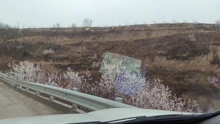 [图]雨中的桃花