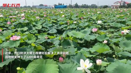 [图]【#长沙近郊万亩荷花迎客#】“ 一碧万顷莲,十里荷花香。”“荷叶...