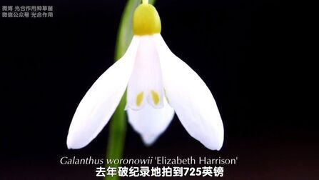 [图]Carol介绍球根植物雪滴花