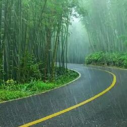 [图]你喜欢下雨天吗?在竹林中听着雨落的声音,心情也会变得安稳了。...