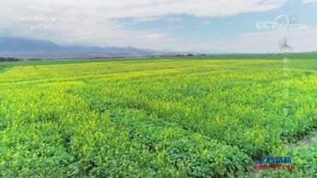 [图]《航拍中国》甘肃:当明媚的油菜花来到豪放的河西走廊