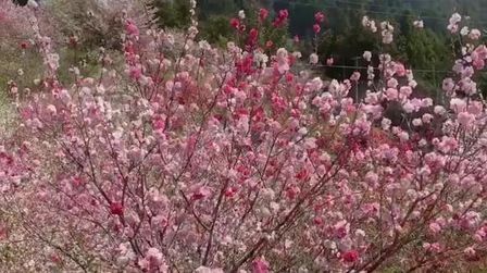 [图]相逢在那春暖花开的季节