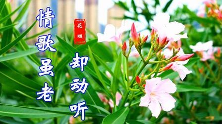 [图]一首DJ情歌《情歌虽老却动听》,唱的是爱的声音,好听入心!