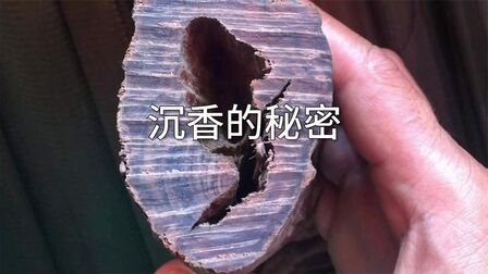 [图]沉香原来不是木呀,挖一挖沉香的秘密