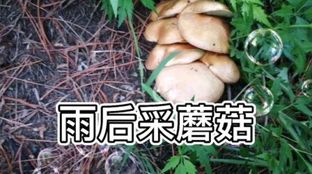 [图]雨后采蘑菇