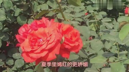 [图]《风儿轻轻吹》莫要吹落了我的红蔷薇