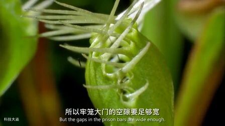 [图]记录片:行为恶劣的植物1