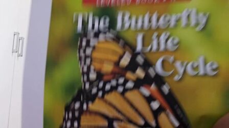 [图]朗读英语Raz-H-the butterfly life cycle