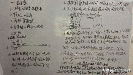 [图]蛋白质的翻译