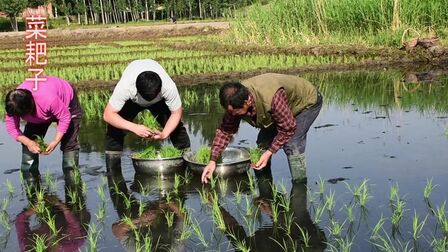 [图]大家每天都会吃的大米,它是怎么来的呢,视频告诉你,看完别吃惊