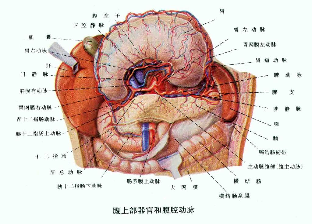 左边小腹疼是怎么回事