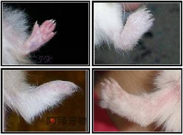 怎样通过仓鼠的脚分辨品种