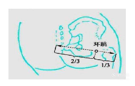 环跳穴位位置图和作用