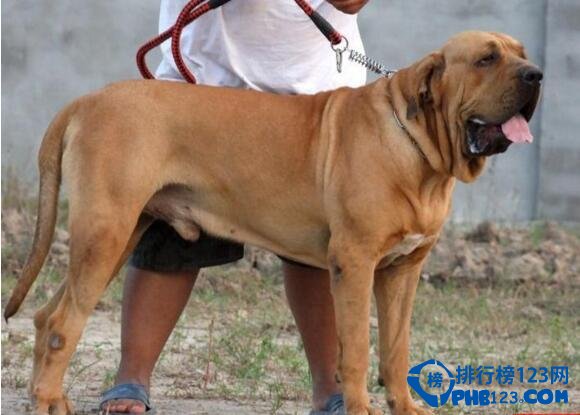世界十大禁养猛犬排行榜藏獒只能排第五