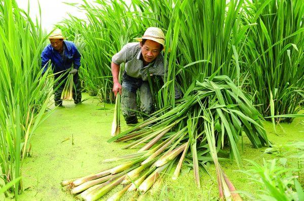 这3种人最好不要吃茭白