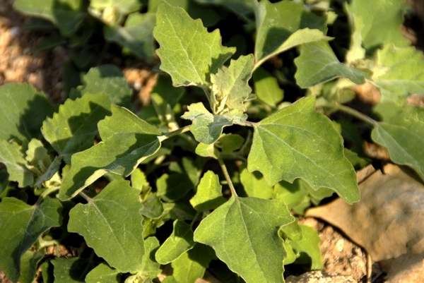 又名粉仔菜,灰条莱,灰灰菜,灰藋,白藜,涝藜,涝蔺,落藜,盐菜等,一年生