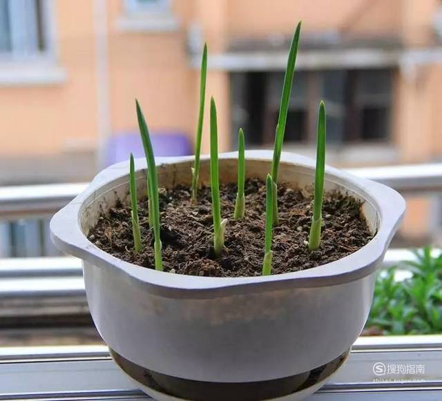 花盆里栽种蒜苗方法和流程