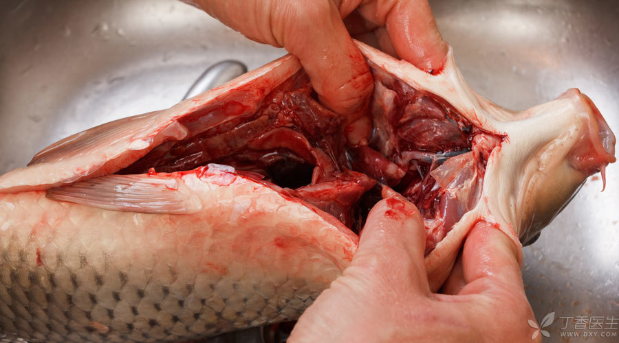 家里常吃的几种鱼鱼胆是有毒的