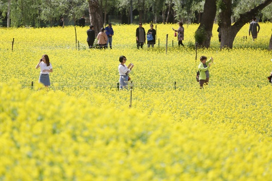 沈阳长白岛2万平油菜花海绽放 第1页